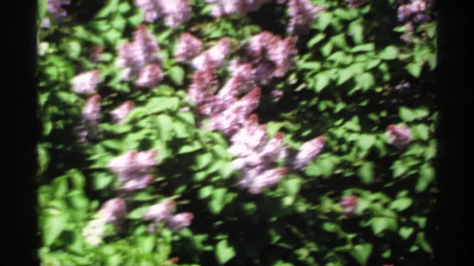 Minnesota home-movie frame from 1970 showing lilac flowers and dense green leaves, softened by 8mm focus and exposure.