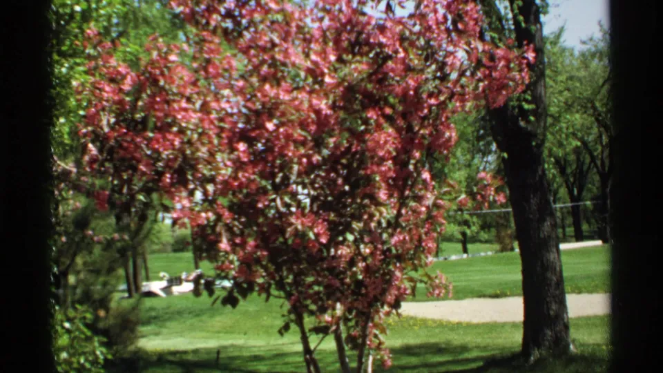 1970 Minnesota park view with a pink flowering tree, mown lawn, pale path, and taller trees in the background.