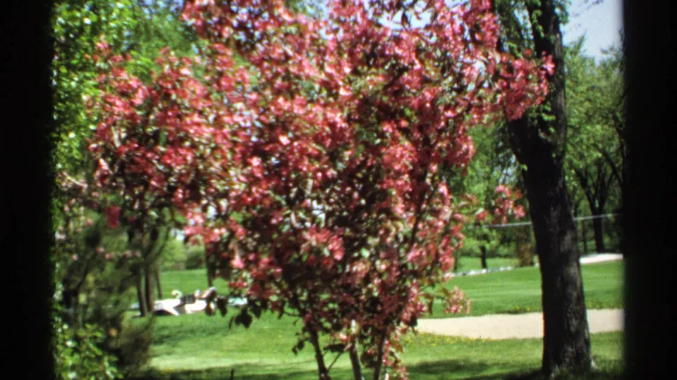 Home-movie frame from 1970 Minnesota showing a pink flowering tree in a maintained park, with grass, path, and trees behind it.