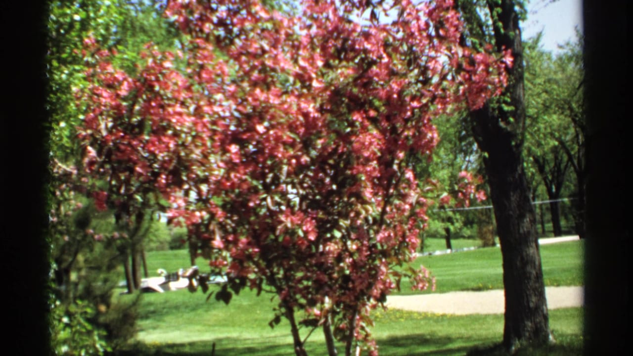 1970 Minnesota home-movie frame showing a pink flowering tree at the Minnesota Landscape Arboretum with lawn, trees, and path in the background.