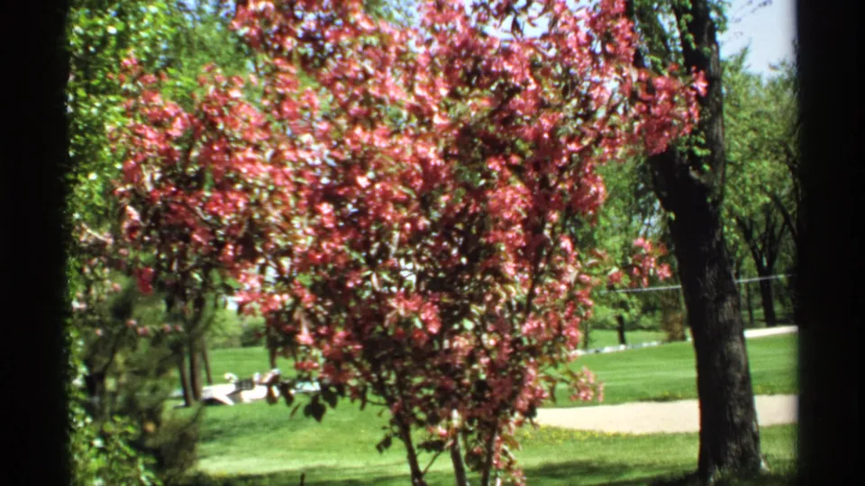 1970 Minnesota arboretum view with pink blossoms in front of green lawn, scattered trees, and a light-colored path.