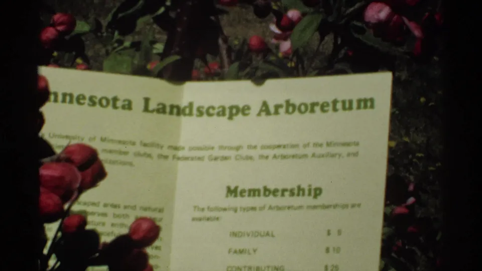 1970 Minnesota 8mm frame showing a Minnesota Landscape Arboretum membership sign partly obscured by blossoms and shadow.