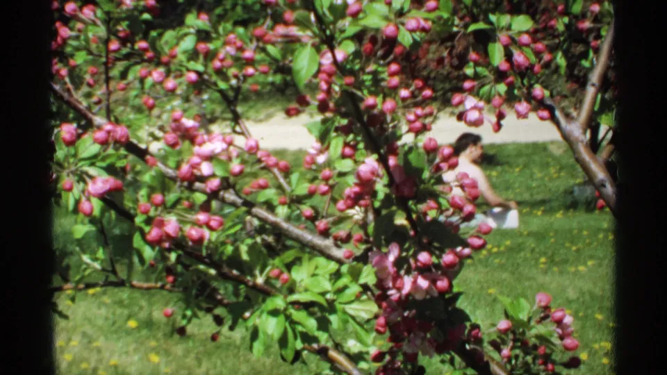 1970 Minnesota arboretum scene with pink flowering branches in front and a visitor seated on the lawn beyond.