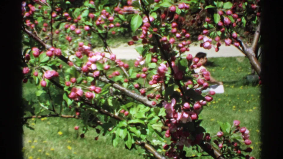 Handheld 8mm view of pink blossoms at the Minnesota arboretum, with a seated visitor partially visible behind the branches.