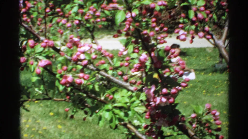 1970 Minnesota garden footage showing dense pink blossoms, green foliage, lawn, and a seated visitor in the background.