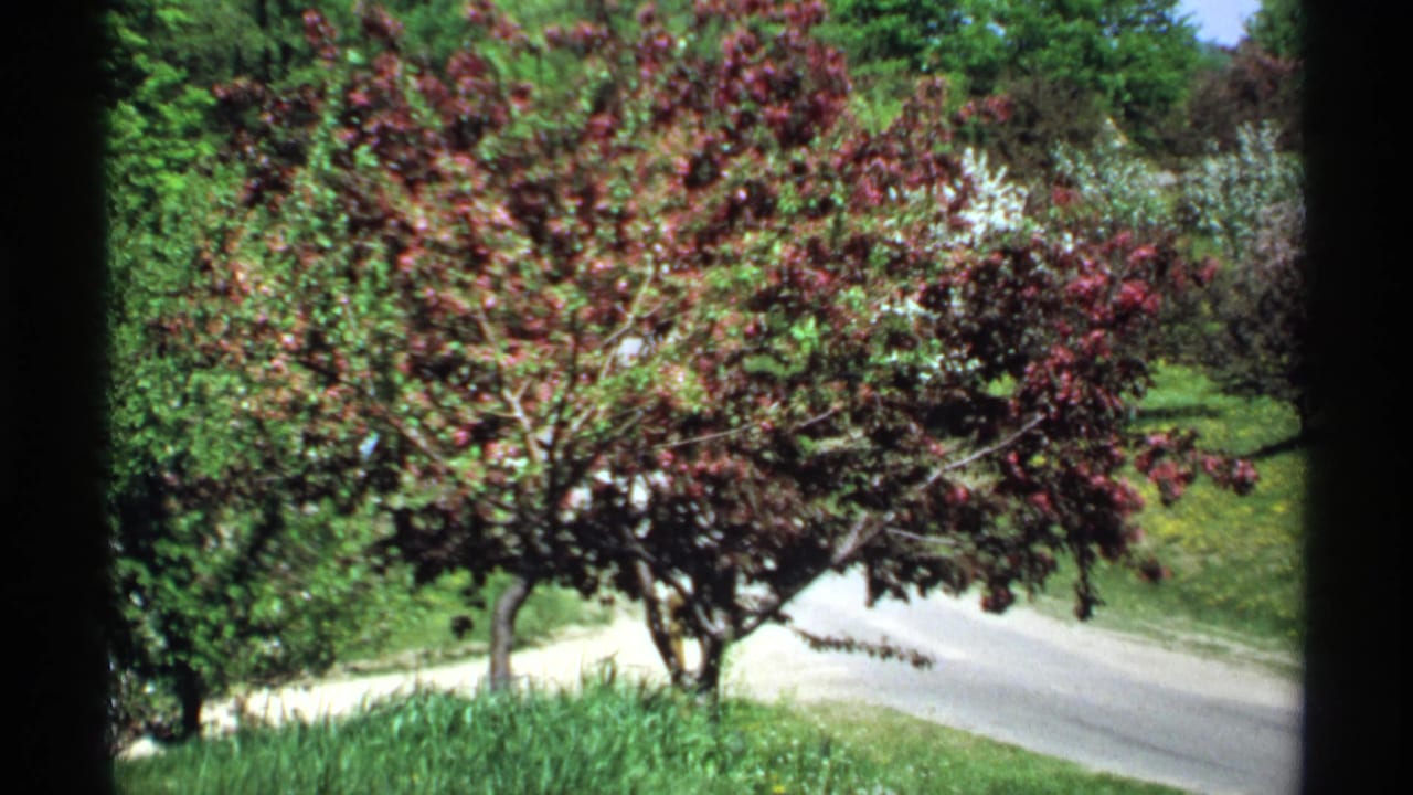 Red-purple flowering tree beside a quiet rural road, seen through dark window-frame edges.