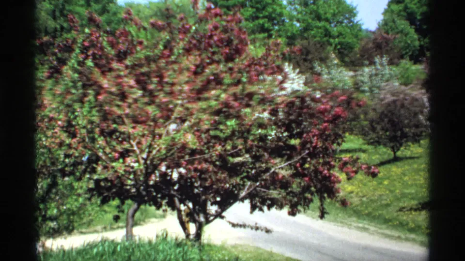 1970 Minnesota orchard view with red-purple foliage, pale road, green grass, and a dark vertical foreground frame from the home-movie camera position.