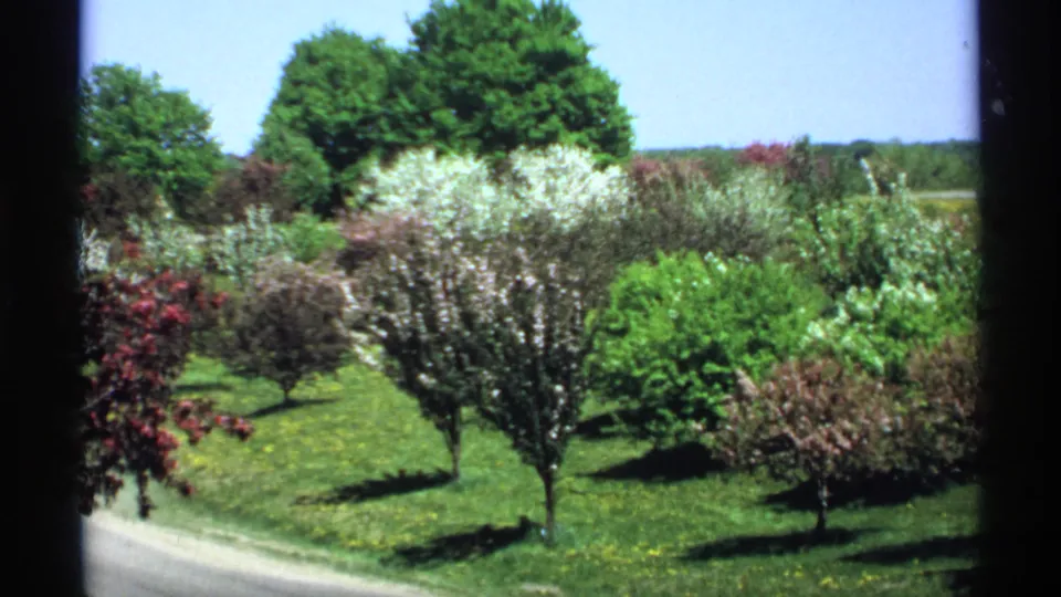 1970 Minnesota 8mm frame showing a white-blossoming fruit tree, low shrubs, green lawn, road edge, and distant tree line.