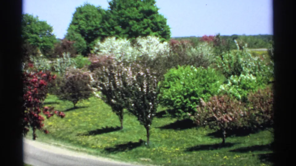 1970 Minnesota home-movie frame with a white-blossoming tree centered among shrubs and grass, with a rural road and dark foreground edge visible.