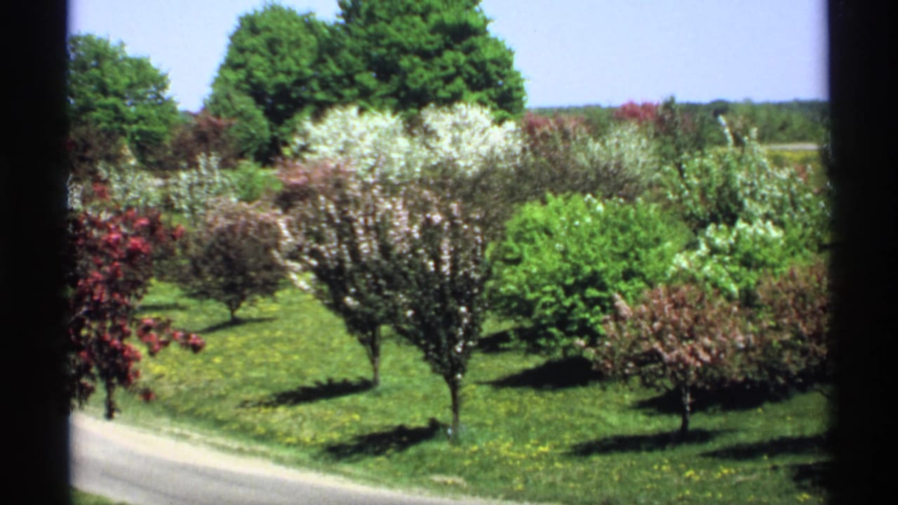 Flowering trees and green lawn seen beyond dark vertical frame edges.