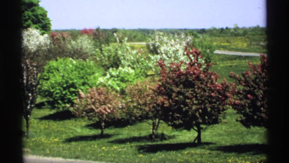 1970 Minnesota home-movie frame showing white blossoms, red shrubs, a green lawn, a curving paved road, and open sky.