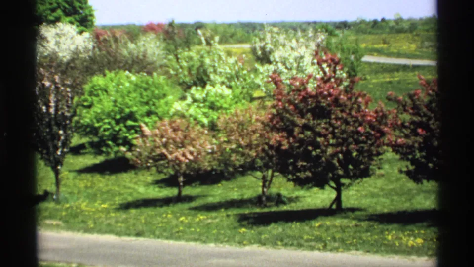 1970 Minnesota home-movie still of a red flowering shrub in front of green lawn, pale road, and distant treeline.