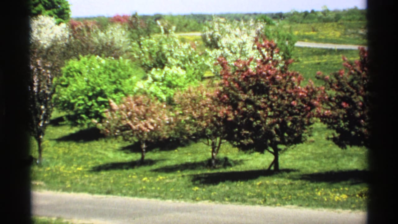 1970 Minnesota 8mm frame showing red-purple and white-blossomed trees, a green lawn, and a path viewed from behind a window or doorway frame.