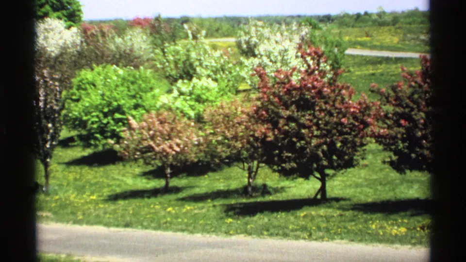 1970 Minnesota 8mm frame showing red-purple and white-blossomed trees, a green lawn, and a path viewed from behind a window or doorway frame.