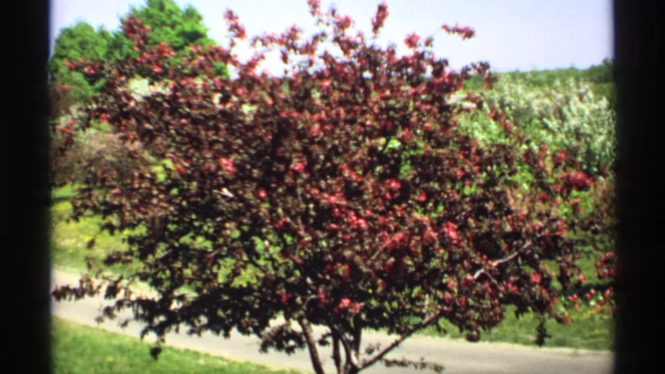 1970 Minnesota 8mm frame with a red-purple flowering tree near the camera, white-blossomed trees behind it, and a green lawn crossed by a path.
