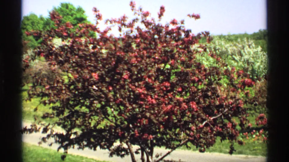 1970 Minnesota home-movie frame showing a close red-purple flowering tree, green lawn, pale spring blossoms, and a path beyond the branches.