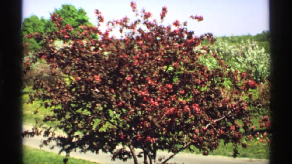 1970 Minnesota 8mm frame showing a red-purple ornamental tree beside a green lawn, with a paved path and white spring blossoms in the background.