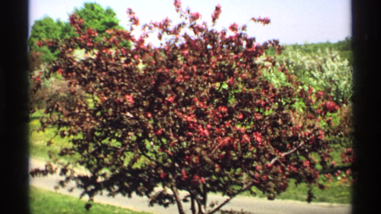 Blooming crabapple tree with red foliage beside green grass under a bright sky.