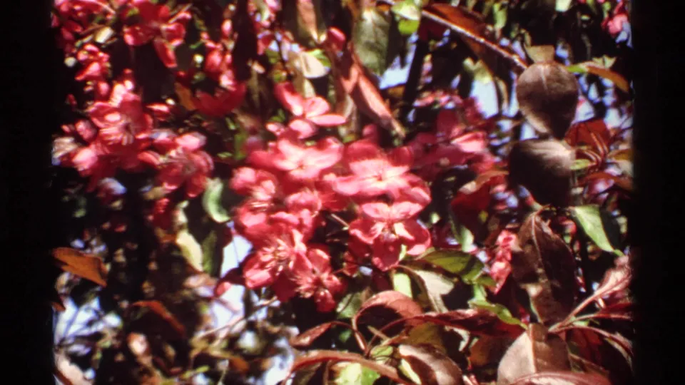 Close 8mm view of pink crabapple blossoms and reddish leaves, with soft focus and bright daylight.