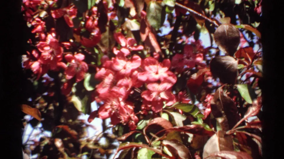 Close 8mm floral shot showing dense pink crabapple blossoms, red leaves, and branches in a Minnesota home-movie clip.