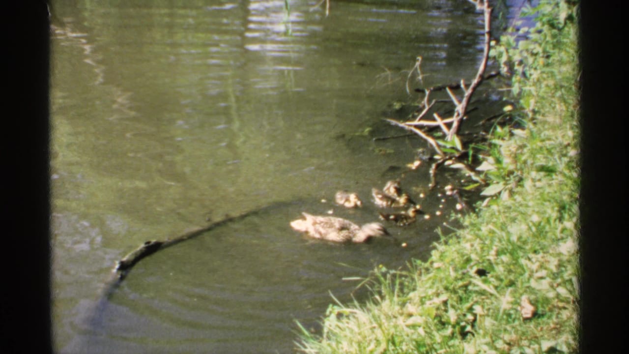 Adult brown duck and ducklings swim near a grassy pond bank.