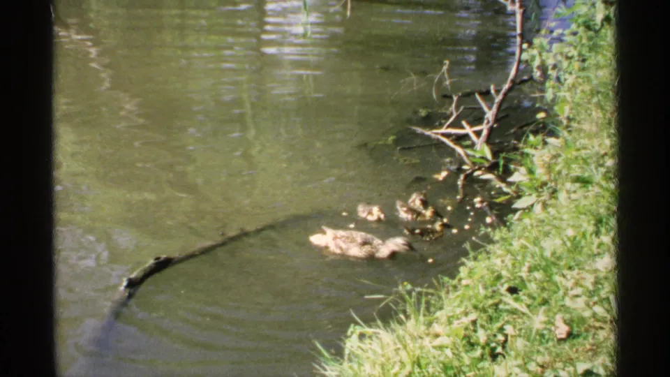 In 1970 Minnesota 8mm footage, a brown duck and ducklings move across green pond water beside grass and branches.