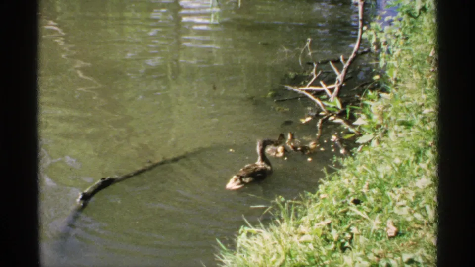A brown duck and small ducklings swim along a grassy Minnesota pond edge in soft 1970 8mm color footage.