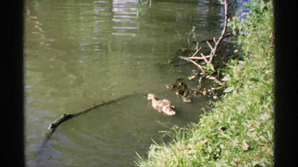 The ducklings cluster near fallen sticks as the adult duck swims through greenish pond water in Minnesota home-movie footage.