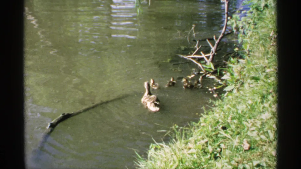 A brown duck and ducklings remain near the grassy pond edge in 1970 Minnesota 8mm footage with visible film borders.