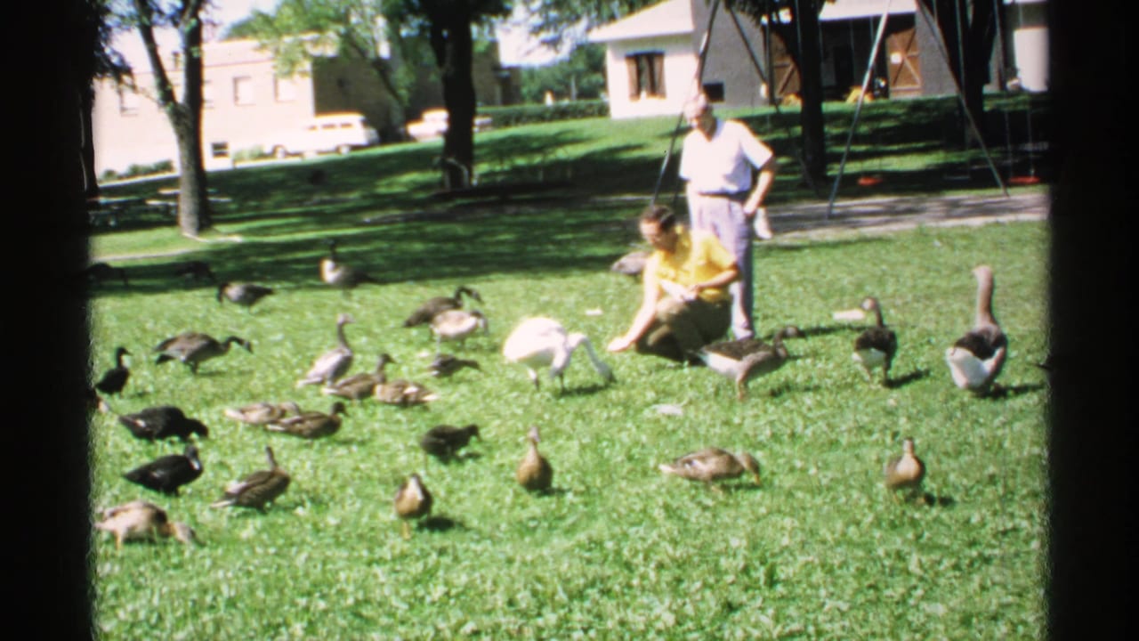 Two adults feed ducks, geese, and a white swan on a sunny lawn.