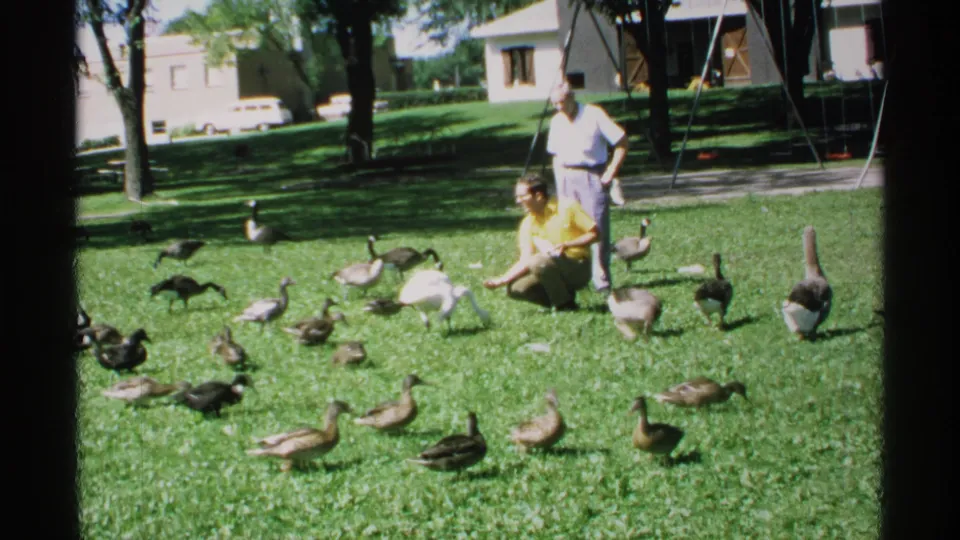 1970 Minnesota 8mm still of two adults watching ducks, geese, and a white swan spread across a sunny park lawn.
