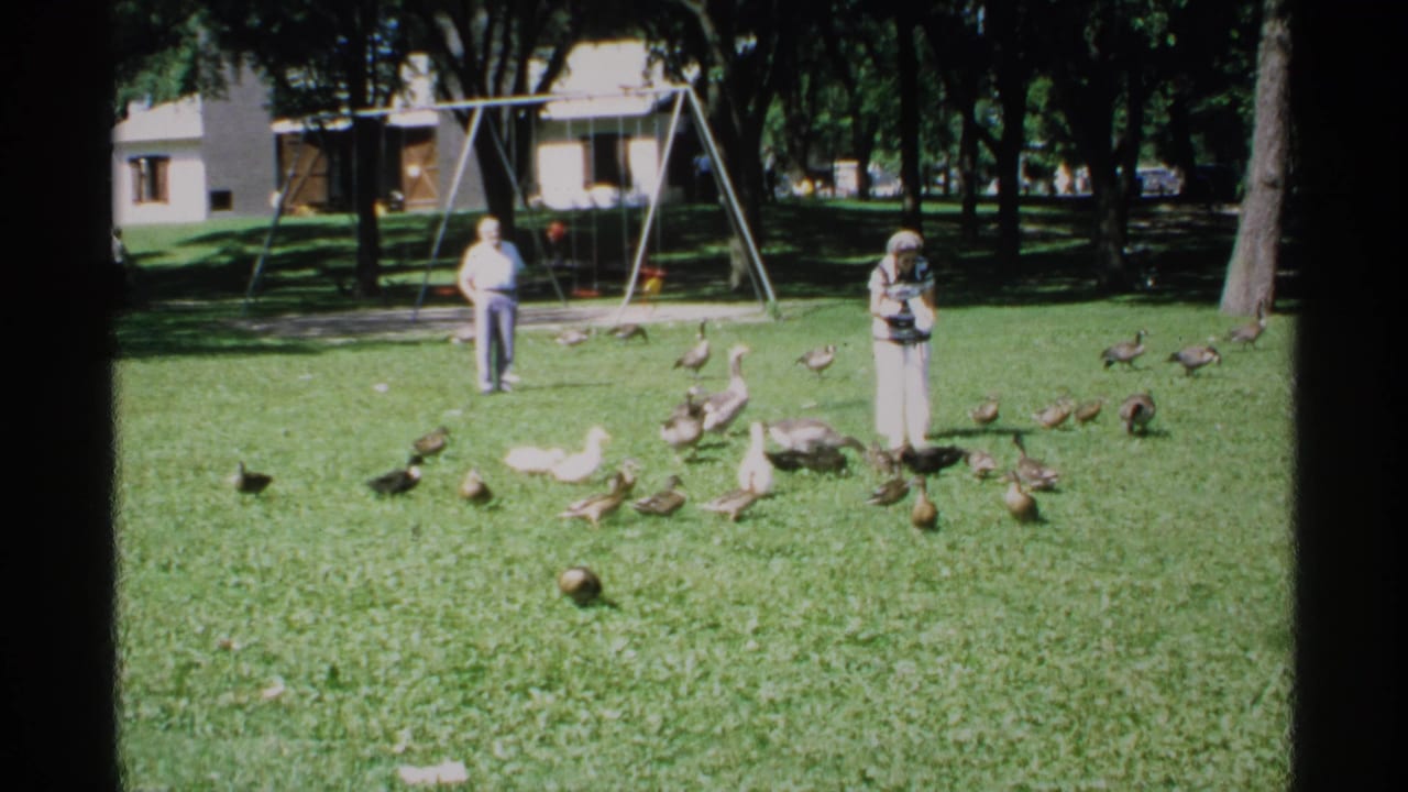 Two adults stand on a park lawn near ducks and geese, with a swing set and trees behind them.