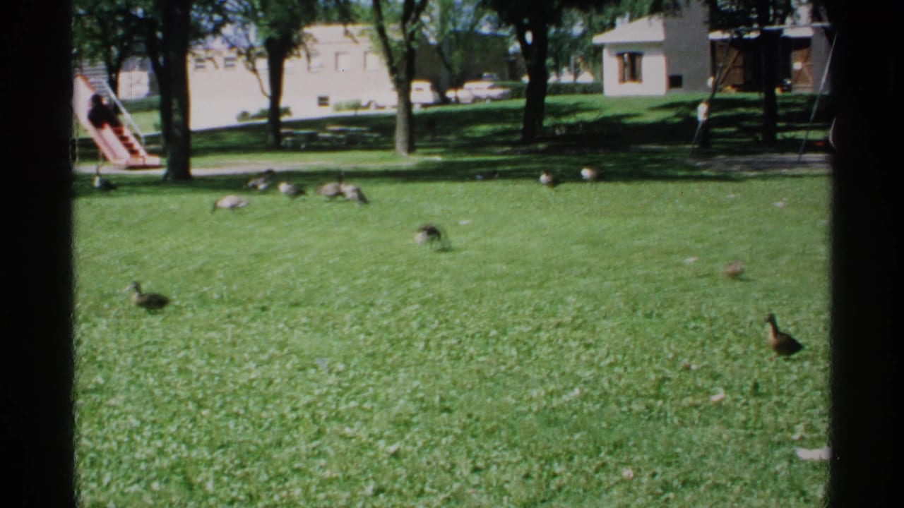 1970 Minnesota 8mm frame showing ducks and geese spread across a sunny grassy park with trees, playground equipment, and low buildings beyond.
