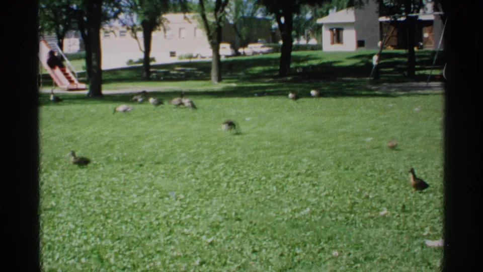 1970 Minnesota 8mm frame showing ducks and geese spread across a sunny grassy park with trees, playground equipment, and low buildings beyond.