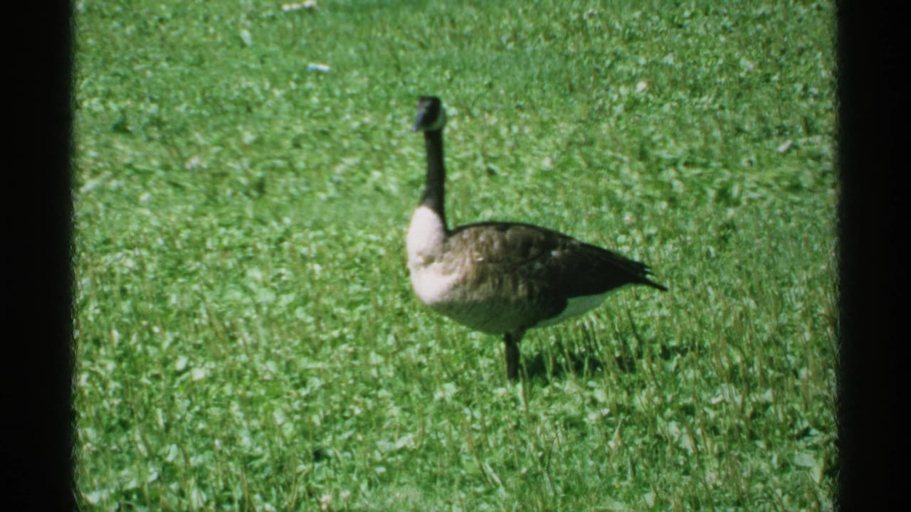 Canada goose standing on a green lawn, framed by dark film edges.