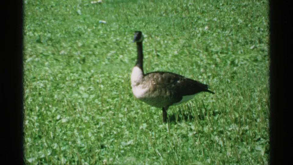 Canada goose stands alert on a green Minnesota lawn in 1970s 8mm home-movie footage.