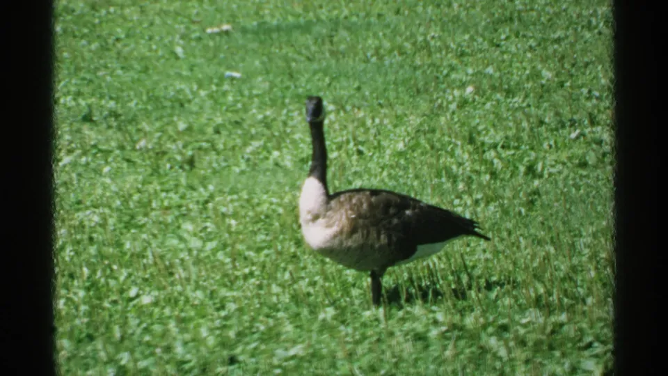 A Canada goose holds still on a green lawn, with 8mm frame edges visible at the sides.