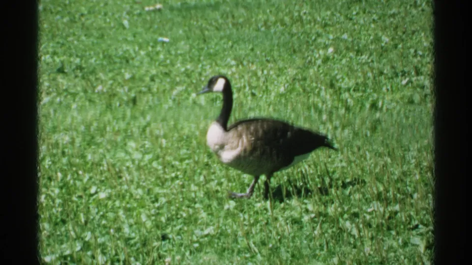 Canada goose walks across a Minnesota park lawn in soft, grainy 1970s 8mm footage.