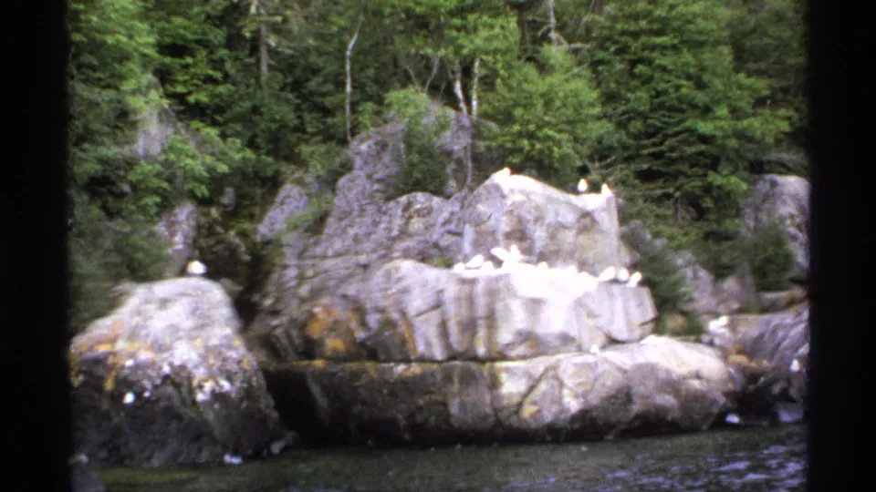 White birds rest on pale rocks at Isle Royale, with dense evergreen forest behind them and dark water in the foreground.