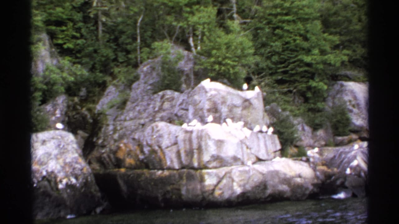 White birds perched on pale shoreline rocks beside dark water and dense trees.