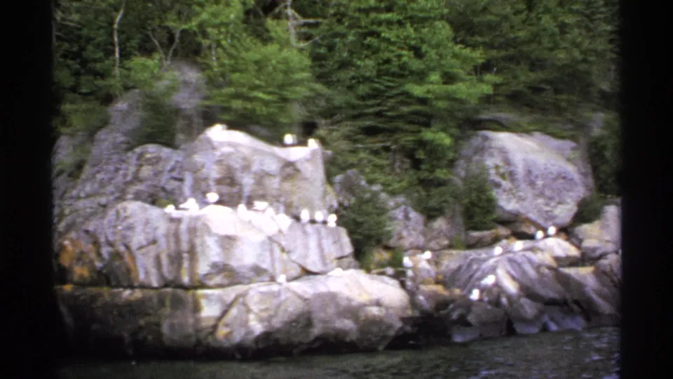 1971 Isle Royale home-movie view of birds gathered on sunlit rocks along a forested lakeshore.