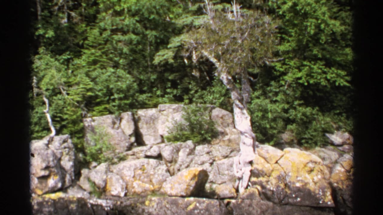 1971 Isle Royale shoreline view from the water, showing dense green forest, yellow lichen on rocks, and a twisted pale tree.