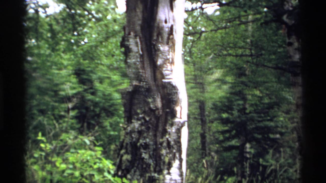 Tall tree trunks and green forest foliage in soft 8mm color.