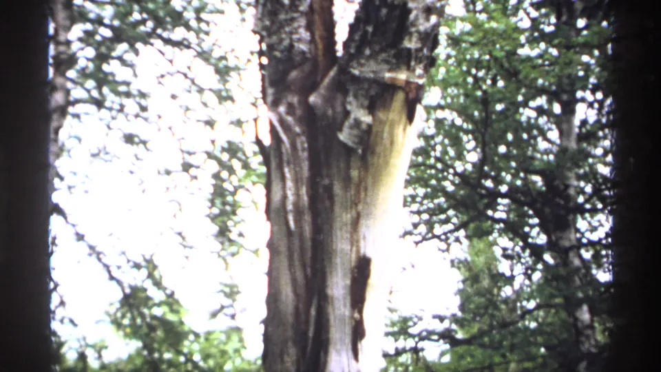 1971 Isle Royale woods view with vertical trunks, leafy canopy, and overexposed sky between branches.
