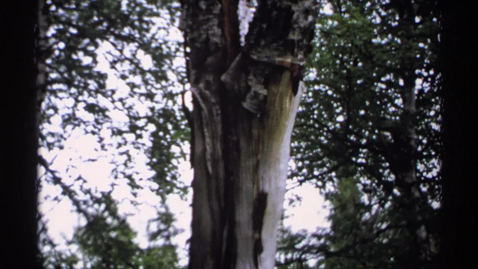 Close 8mm view of a weathered trunk in the Isle Royale forest, surrounded by foliage and soft backlight.