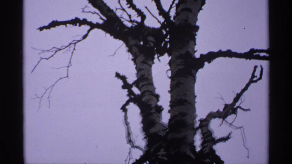 1971 Isle Royale frame with a dark tree trunk and bare branching limbs silhouetted against a pale sky.