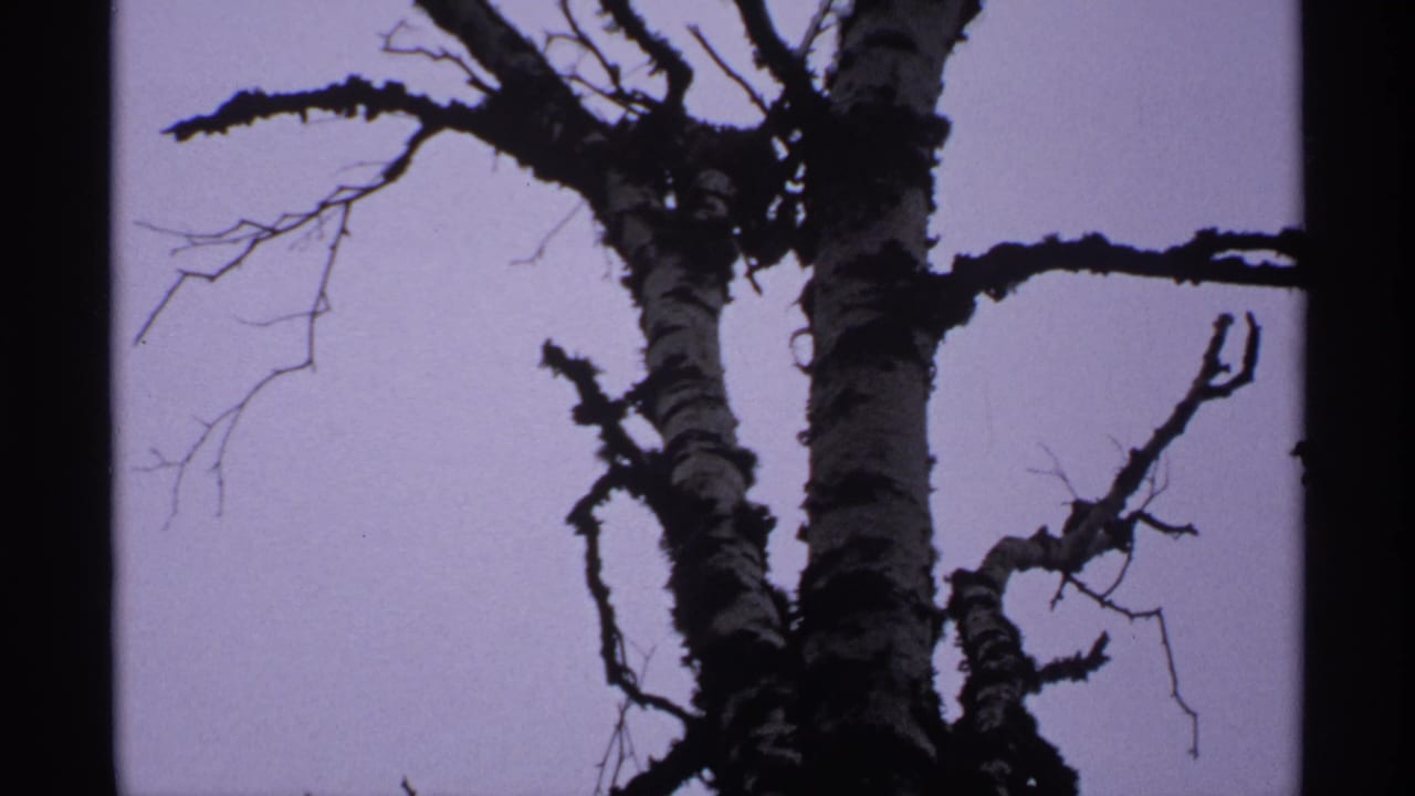 Bare birch trunks and branches silhouetted against a pale purple sky.
