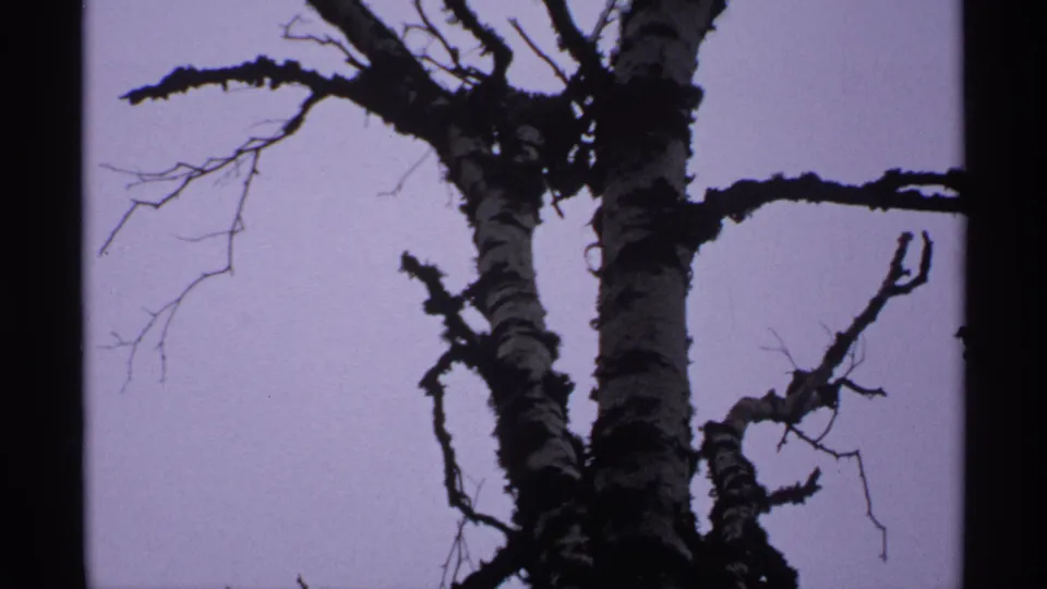 1971 Isle Royale 8mm frame showing lichen-covered birch limbs silhouetted against a muted sky.