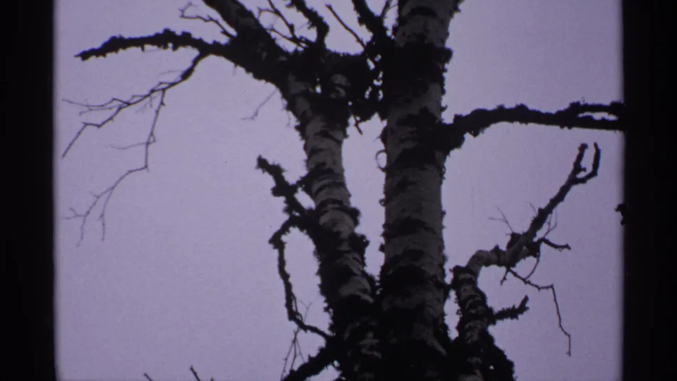 Tight 8mm view of a lichen-covered birch tree on Isle Royale, with dark limbs crossing a pale sky.