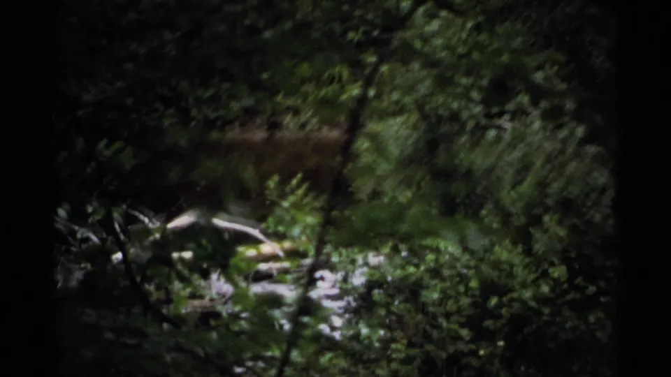 1971 Isle Royale forest-floor view with dense green vegetation, dark branches, rocks, and shallow water.